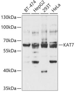 Western blot - KAT7 antibody (A5823)