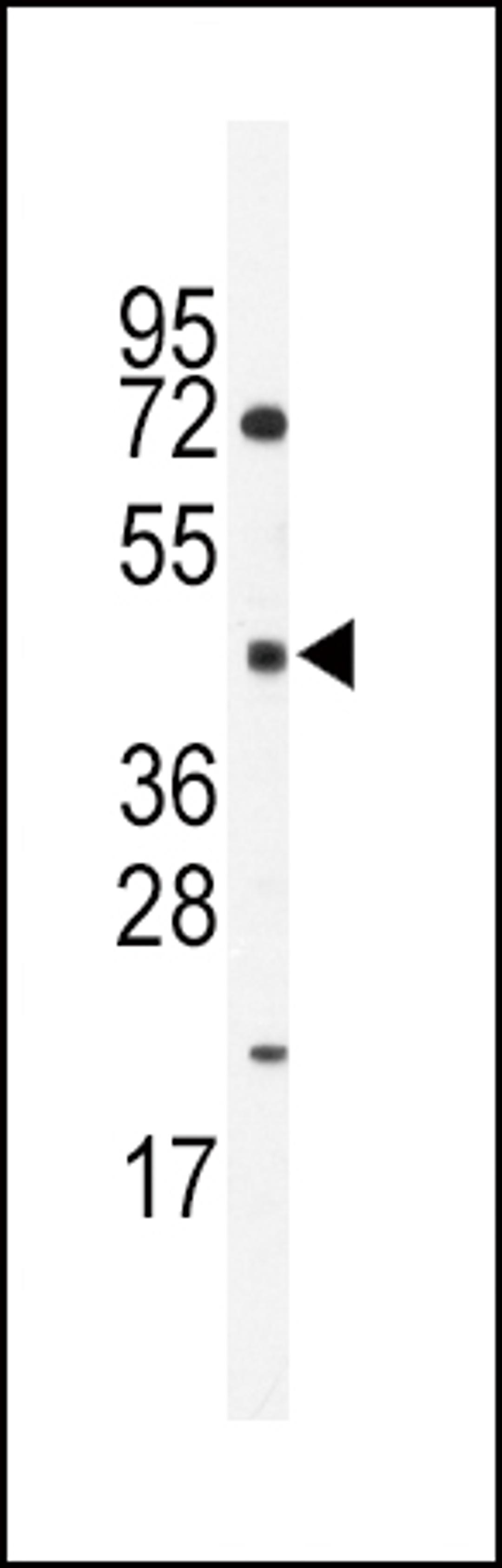 Western blot analysis of anti-HNF4G Antibody in mouse spleen lysates (35ug/lane).