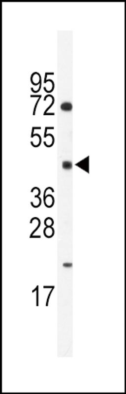 Western blot analysis of anti-HNF4G Antibody in mouse spleen lysates (35ug/lane).