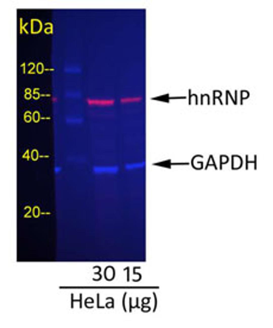 Detection of GAPDH and hnRNP in HeLa Whole Cell Lysate.