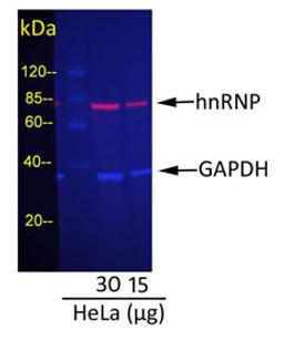 Detection of GAPDH and hnRNP in HeLa Whole Cell Lysate.