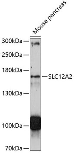 Western blot - SLC12A2 antibody (A11675)