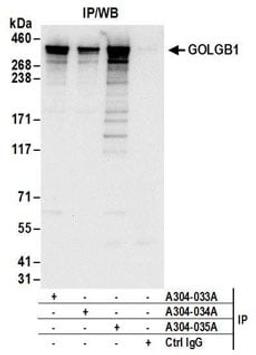 Detection of human GOLGB1 by western blot of immunoprecipitates.