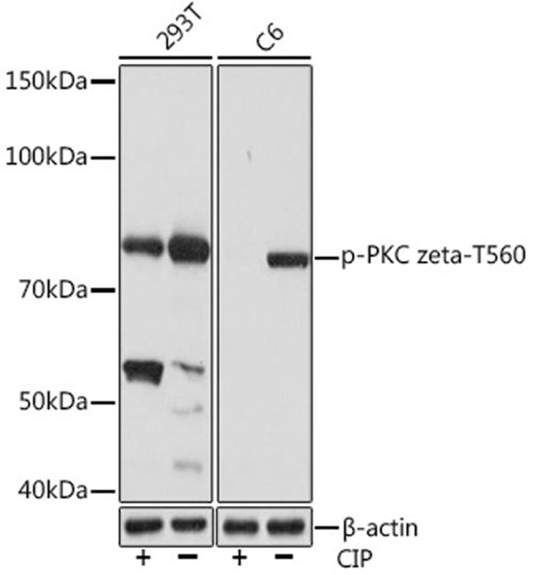 Western blot - Phospho-PKC zeta-T560 Rabbit mAb (AP1149)