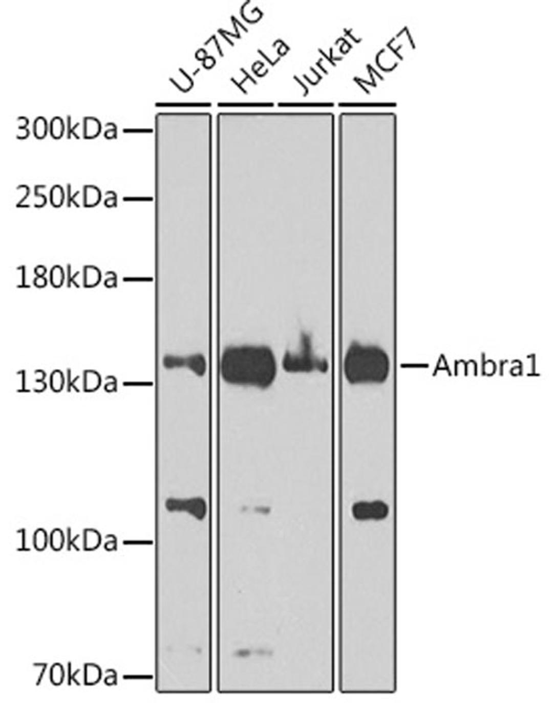 Western blot - Ambra1 Antibody (A1083)