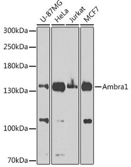 Western blot - Ambra1 Antibody (A1083)