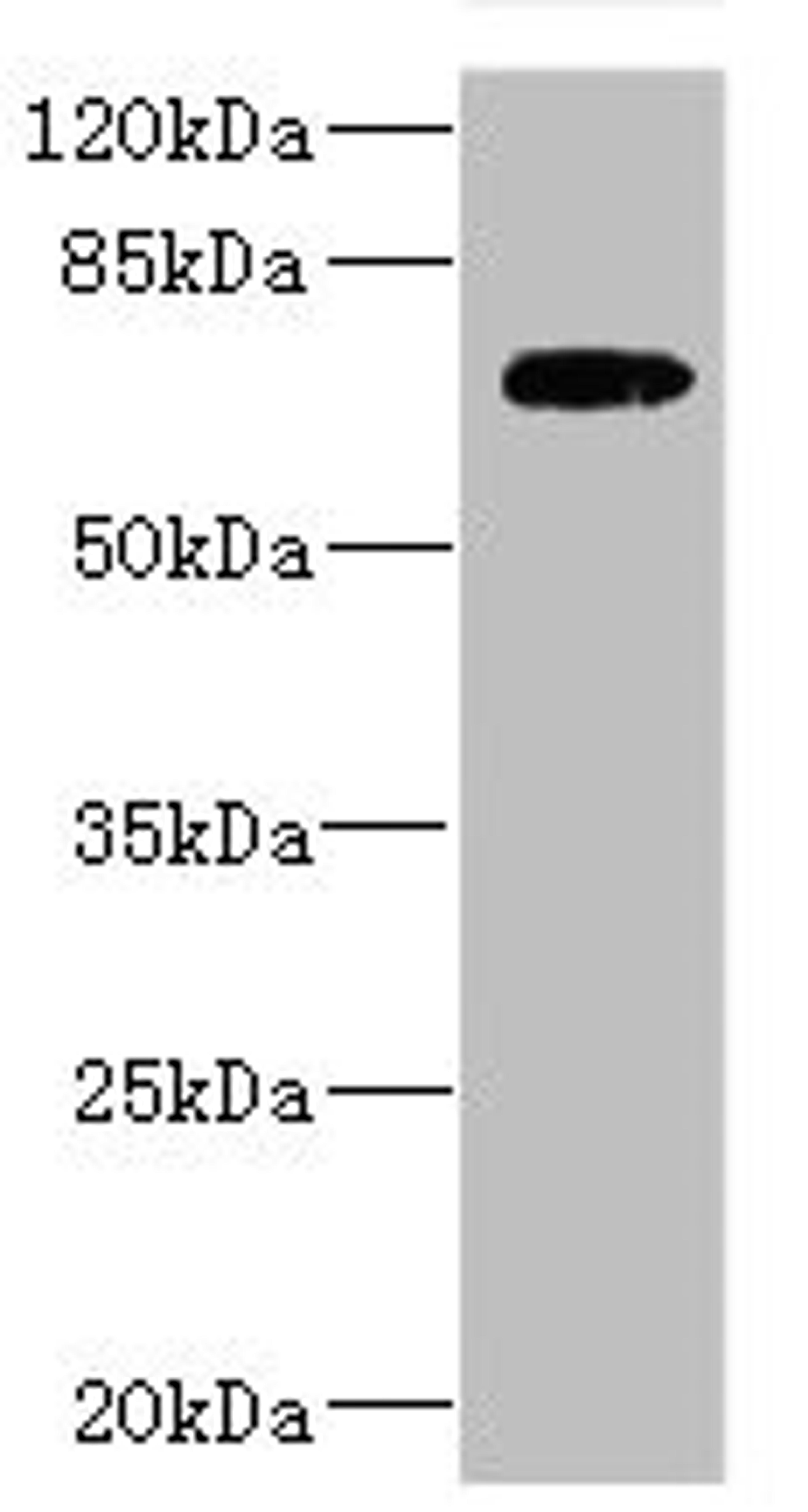 Western blot. All lanes: SLC2A13 antibody IgG at 2.88ug/ml + HepG2 whole cell lysate. Secondary. Goat polyclonal to rabbit IgG at 1/10000 dilution. Predicted band size: 70 kDa. Observed band size: 70 kDa. 