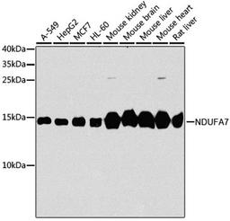 Western blot - NDUFA7 antibody (A8441)