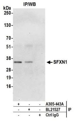 Detection of human SFXN1 by western blot of immunoprecipitates.