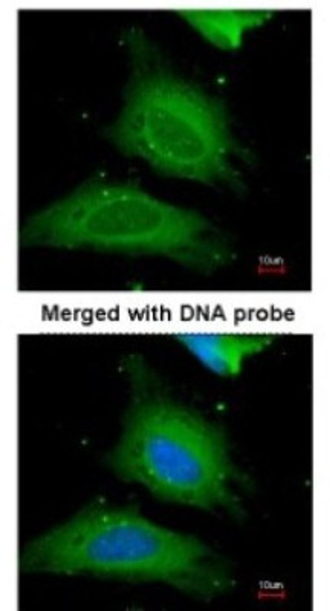 Immunocytochemistry/Immunofluorescence: UGP2 Antibody [NBP1-32676] - Paraformaldehyde-fixed HeLa, using antibody at 1:200 dilution.