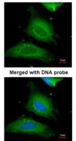 Immunocytochemistry/Immunofluorescence: UGP2 Antibody [NBP1-32676] - Paraformaldehyde-fixed HeLa, using antibody at 1:200 dilution.