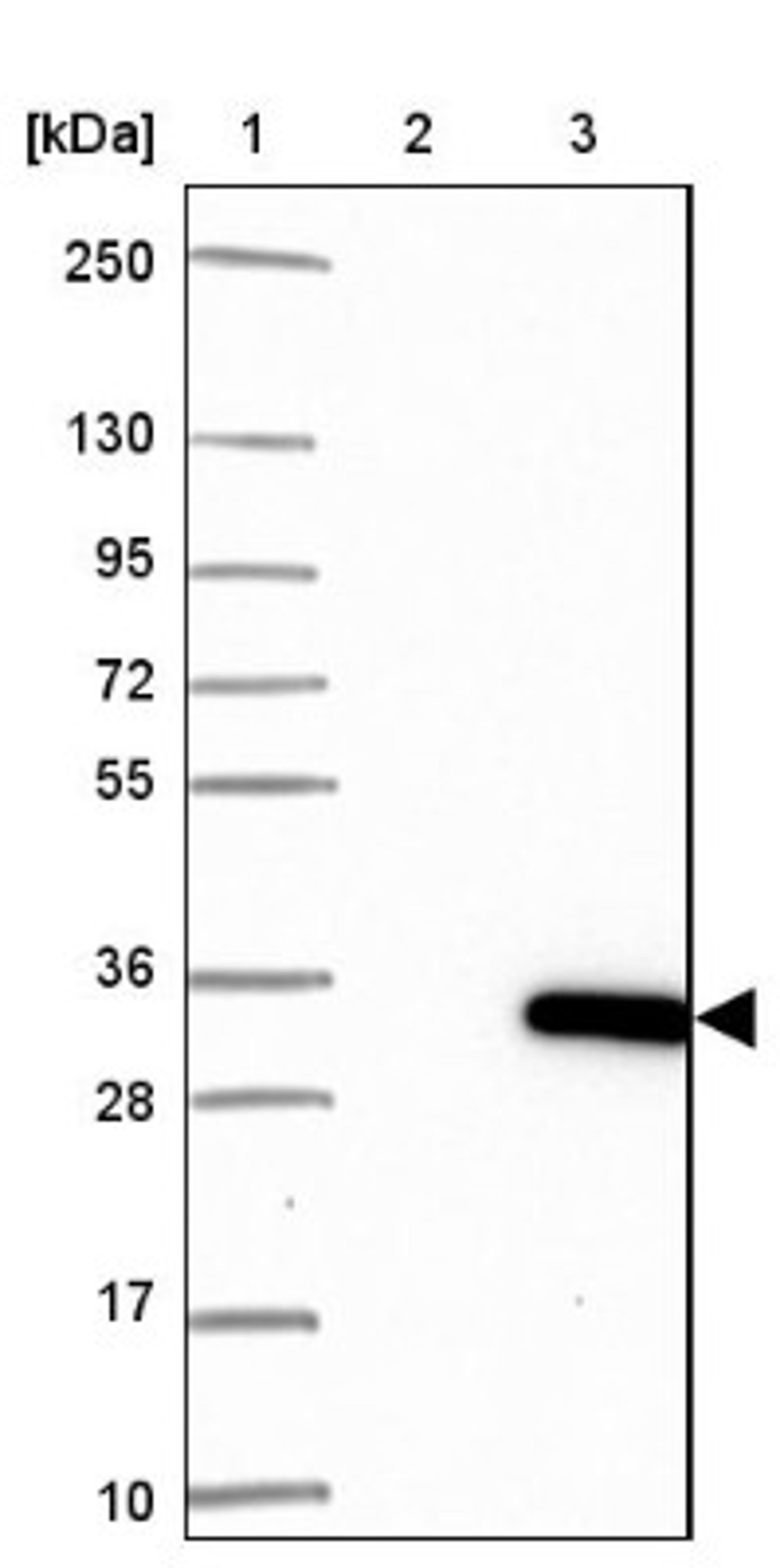 Western Blot: XTP12 Antibody [NBP1-90533] - Lane 1: Marker [kDa] 250, 130, 95, 72, 55, 36, 28, 17, 10<br/>Lane 2: Negative control (vector only transfected HEK293T lysate)<br/>Lane 3: Over-expression lysate (Co-expressed with a C-terminal myc-DDK tag (~3.1 kDa) in mammalian HEK293T cells, LY410655)