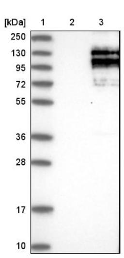 Western Blot: Astrin Antibody [NBP1-85262] - Lane 1: Marker [kDa] 250, 130, 95, 72, 55, 36, 28, 17, 10<br/>Lane 2: Negative control (vector only transfected HEK293T lysate)<br/>Lane 3: Over-expression lysate (Co-expressed with a C-terminal myc-DDK tag (~3.1 kDa) in mammalian HEK293T cells, LY401941)