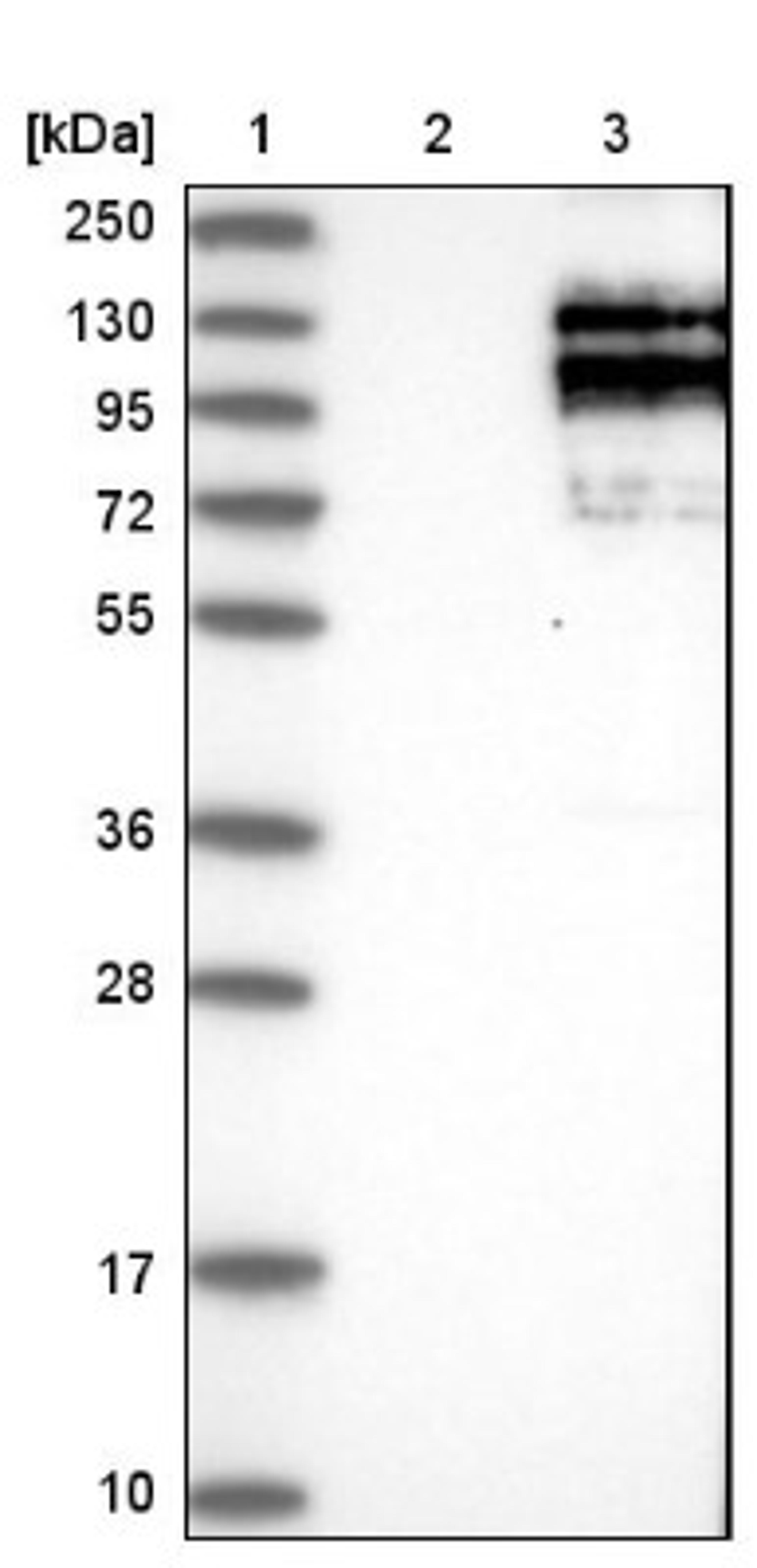 Western Blot: Astrin Antibody [NBP1-85262] - Lane 1: Marker [kDa] 250, 130, 95, 72, 55, 36, 28, 17, 10<br/>Lane 2: Negative control (vector only transfected HEK293T lysate)<br/>Lane 3: Over-expression lysate (Co-expressed with a C-terminal myc-DDK tag (~3.1 kDa) in mammalian HEK293T cells, LY401941)