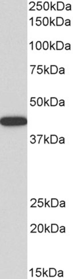 43-598 (0.5ug/ml) staining of Human Kidney lysate (35ug protein in RIPA buffer). Primary incubation was 1 hour. Detected by chemiluminescence.