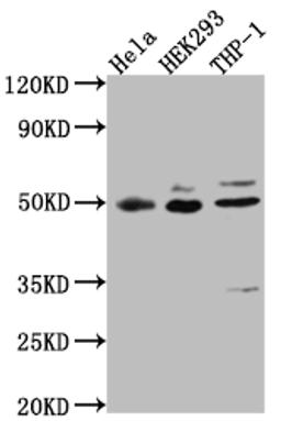 Western Blot. Positive WB detected in: Hela whole cell lysate, HEK293 whole cell lysate, THP-1 whole cell lysate. All lanes: MAPKAPK2 antibody at 1:1000. Secondary. Goat polyclonal to rabbit IgG at 1/50000 dilution. Predicted band size: 46, 43 kDa. Observed band size: 49 kDa.