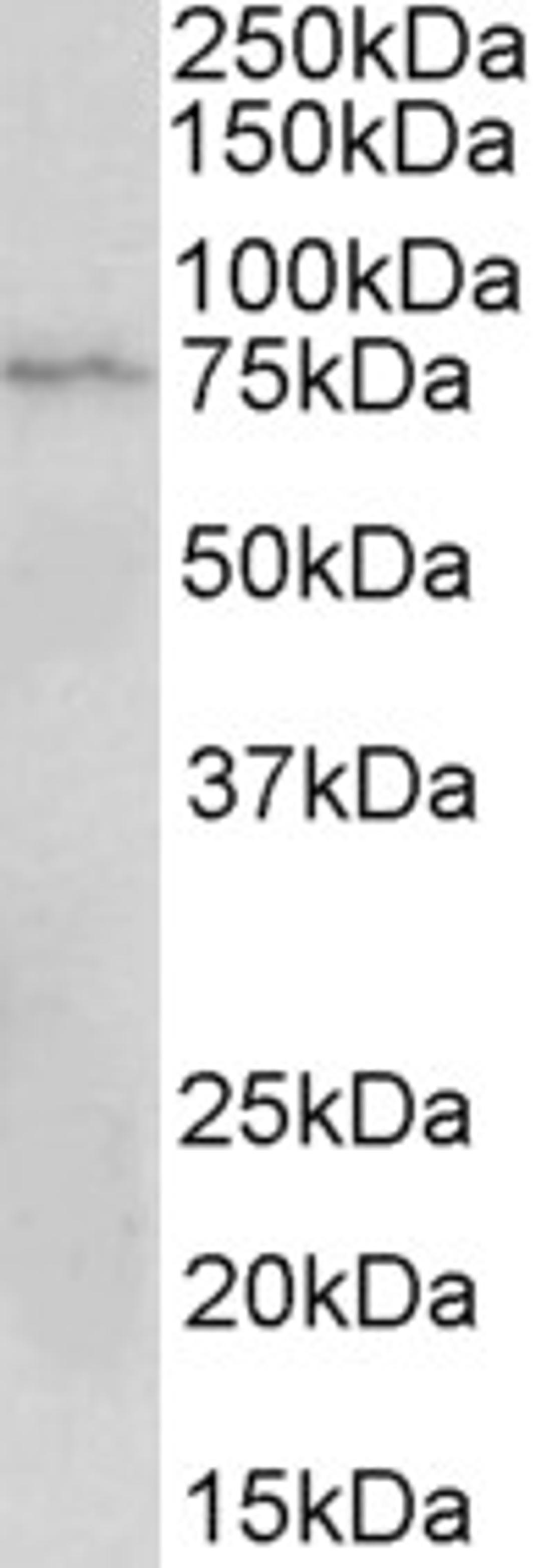 43-297 (2ug/ml) staining of Jurkat lysate (35ug protein in RIPA buffer). Primary incubation was 1 hour. Detected by chemiluminescence.