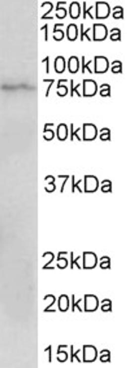 43-297 (2ug/ml) staining of Jurkat lysate (35ug protein in RIPA buffer). Primary incubation was 1 hour. Detected by chemiluminescence.