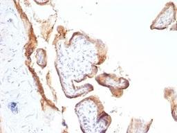 Formalin-fixed, paraffin-embedded human placenta stained with anti-EGFR antibody (SPM622).