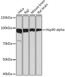 Western blot - Hsp90 alpha Rabbit mAb (A5006)