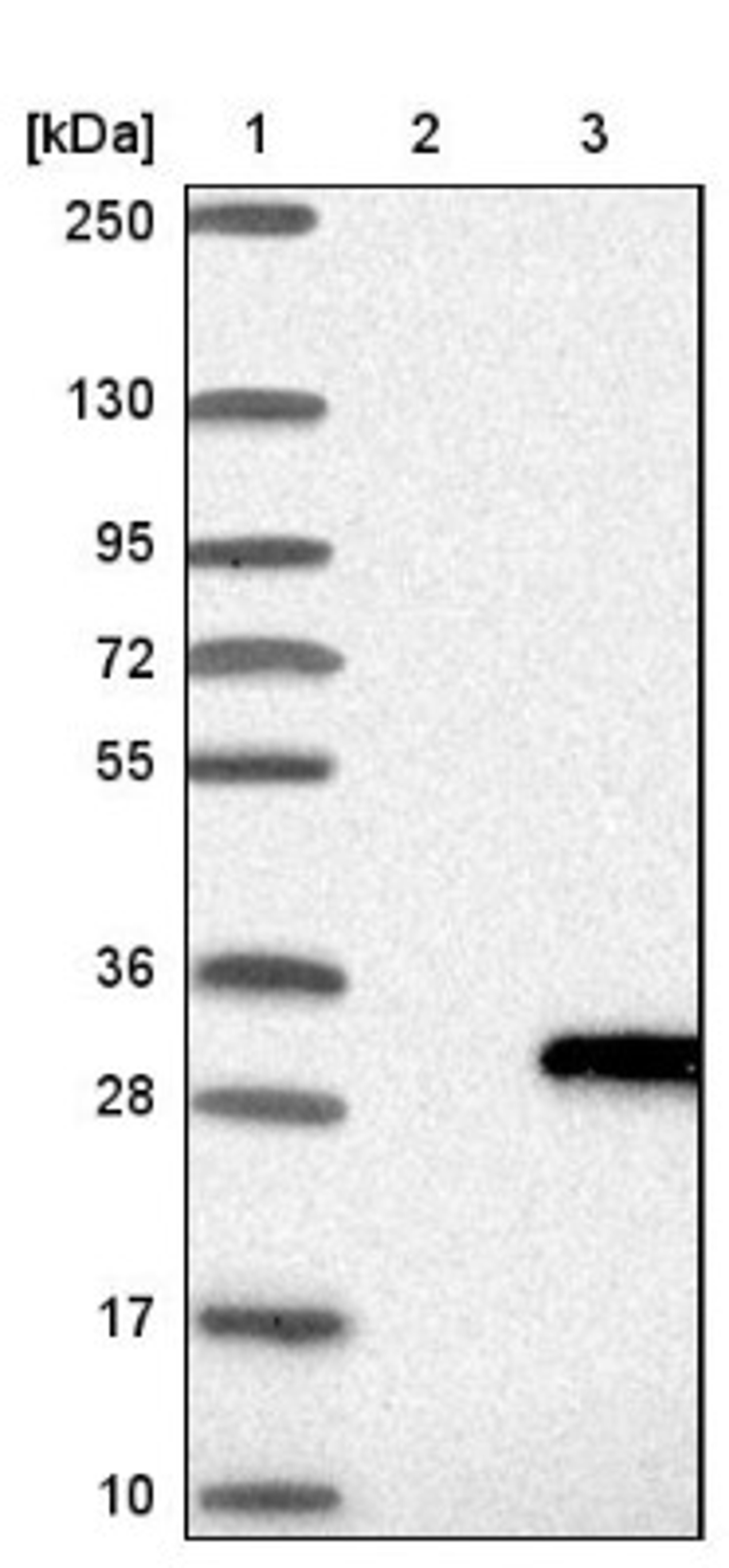 Western Blot: LYG2 Antibody [NBP1-81278] - Lane 1: Marker [kDa] 250, 130, 95, 72, 55, 36, 28, 17, 10<br/>Lane 2: Negative control (vector only transfected HEK293T lysate)<br/>Lane 3: Over-expression lysate (Co-expressed with a C-terminal myc-DDK tag (~3.1 kDa) in mammalian HEK293T cells, LY406247)