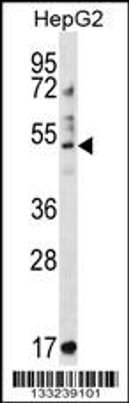 Western blot analysis in HepG2 cell line lysates (35ug/lane).