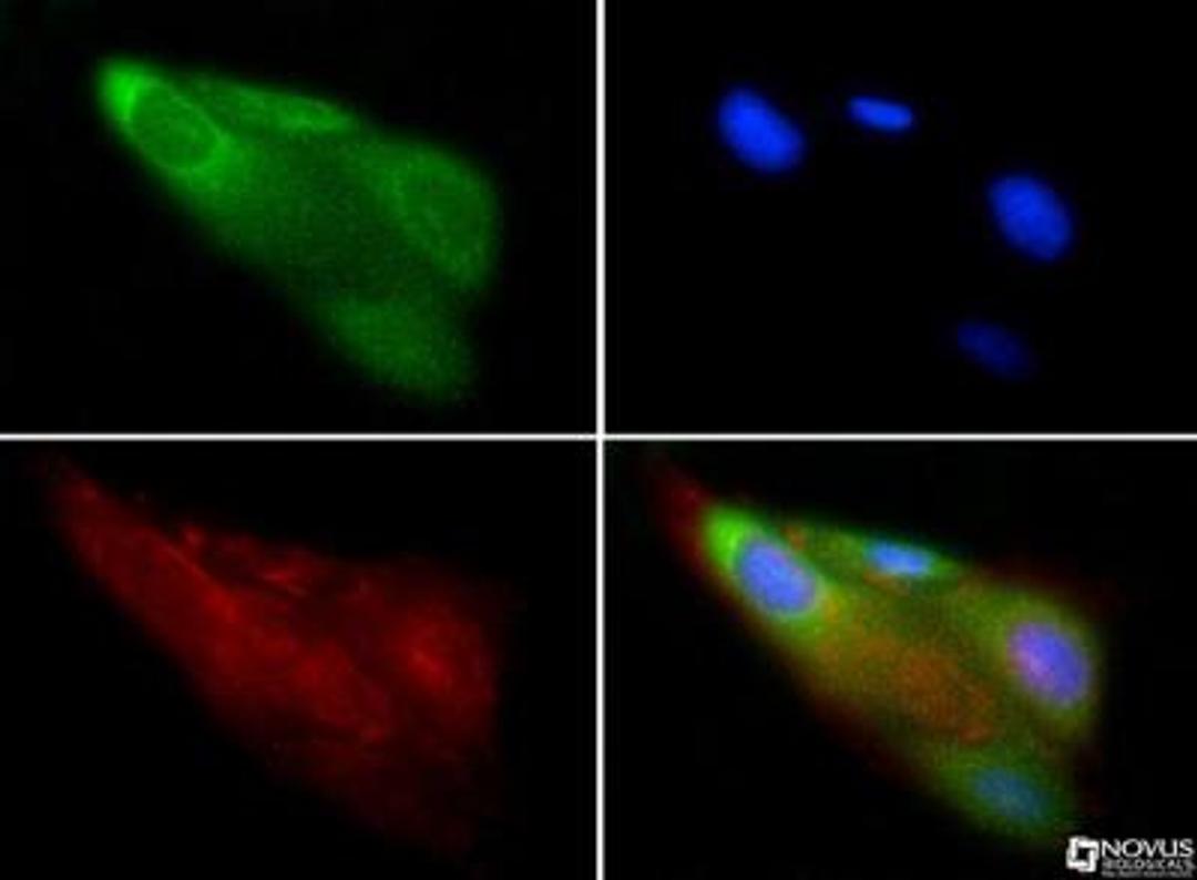 Immunocytochemistry/Immunofluorescence: beta-1,3-Glucuronyltransferase 1/B3GAT1 Antibody [NBP1-19788] - Antibody was tested in U2OS cells with FITC (green). Nuclei and alpha-tubulin were counterstained with DAPI (blue) and Dylight 550 (red).