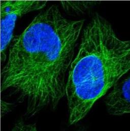 Immunocytochemistry/Immunofluorescence: SRPX2 Antibody [NBP1-86999] - staining of human cell line U-2 OS shows positivity in cytoskeleton (microtubules).