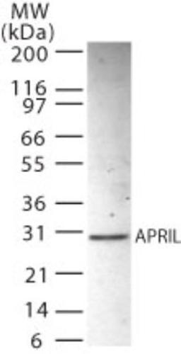 Western Blot: ANP32B Antibody [NB100-56369] - Western blot analysis of APRIL in HL-60 whole cell lysate using NB100-56369 at 2 ug/ml.