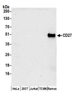 Detection of human CD27 by western blot.