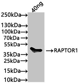 Western Blot. Positive WB detected in: recombinant protein. All lanes: RAPTOR1 Antibody at 1:1000. Secondary. Goat polyclonal to rabbit IgG at 1/50000 dilution. Predicted band size: 46 kDa. Observed band size: 46 kDa.