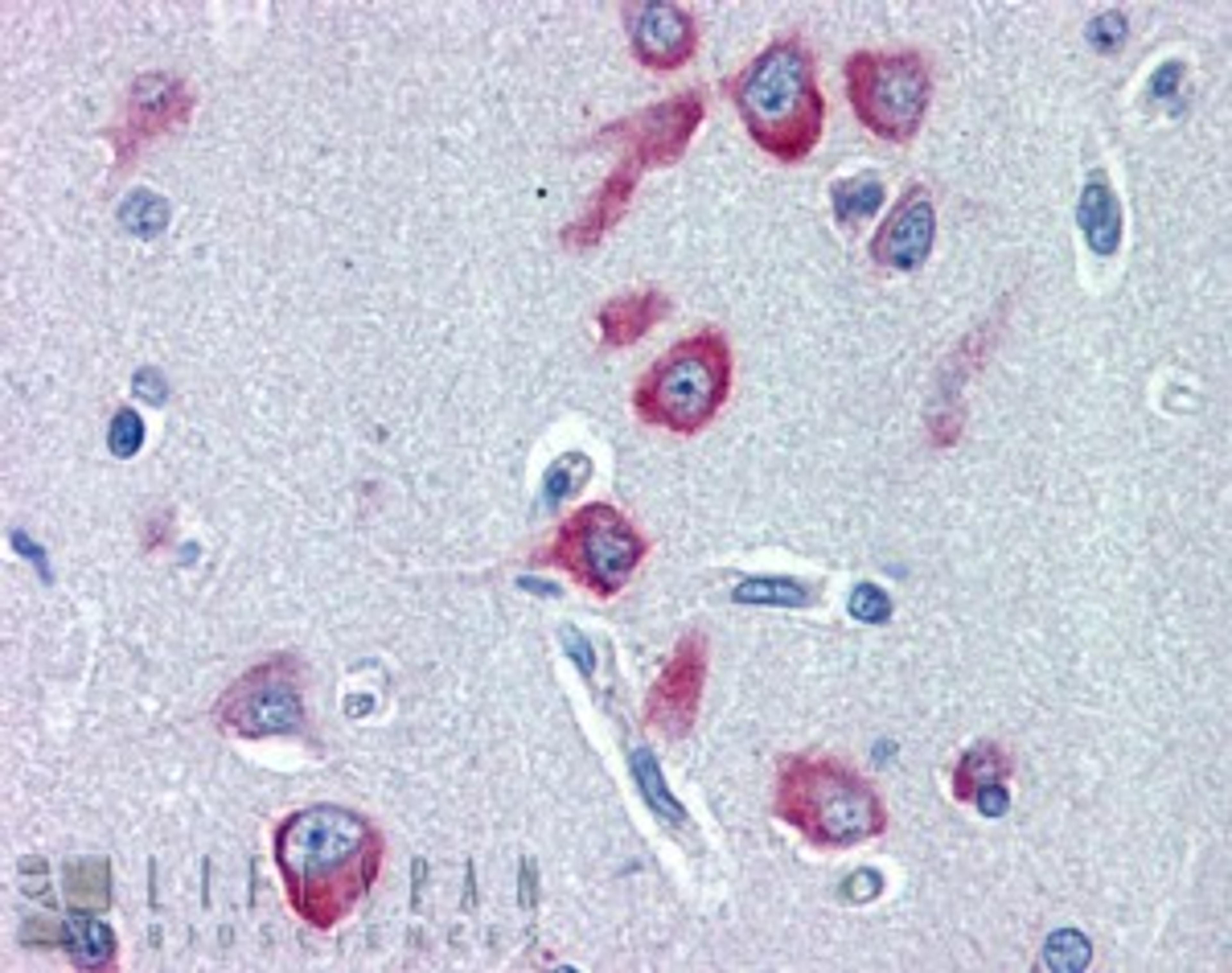 46-144 (2ug/ml) staining of paraffin embedded Human Cerebral Cortex. Steamed antigen retrieval with citrate buffer pH 6, AP-staining.