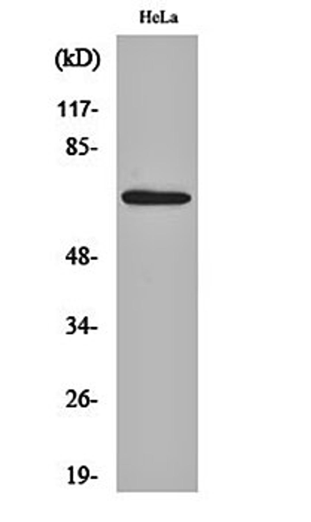 Western blot analysis of Hela cell lysates using AIFL antibody