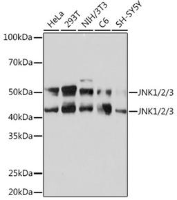 Western blot - JNK1/2/3 Rabbit mAb (A4867)