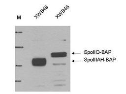 Western blot analysis of shows detection of the BLT Ligase Target in lysates of whole cell Bacillus subtilis strains using Biotin Ligase Epitope Tag antibody