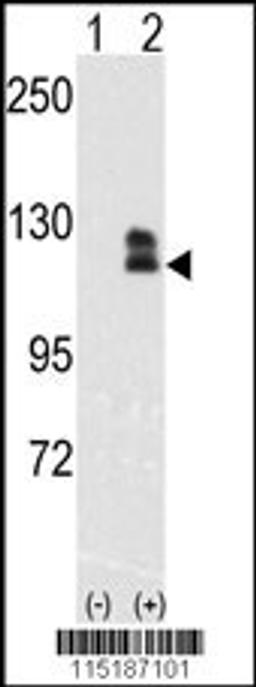 Western blot analysis of EphB2 using rabbit polyclonal EphB2 Antibody.293 cell lysates (2 ug/lane) either nontransfected (Lane 1) or transiently transfected with the EphB2 gene (Lane 2).