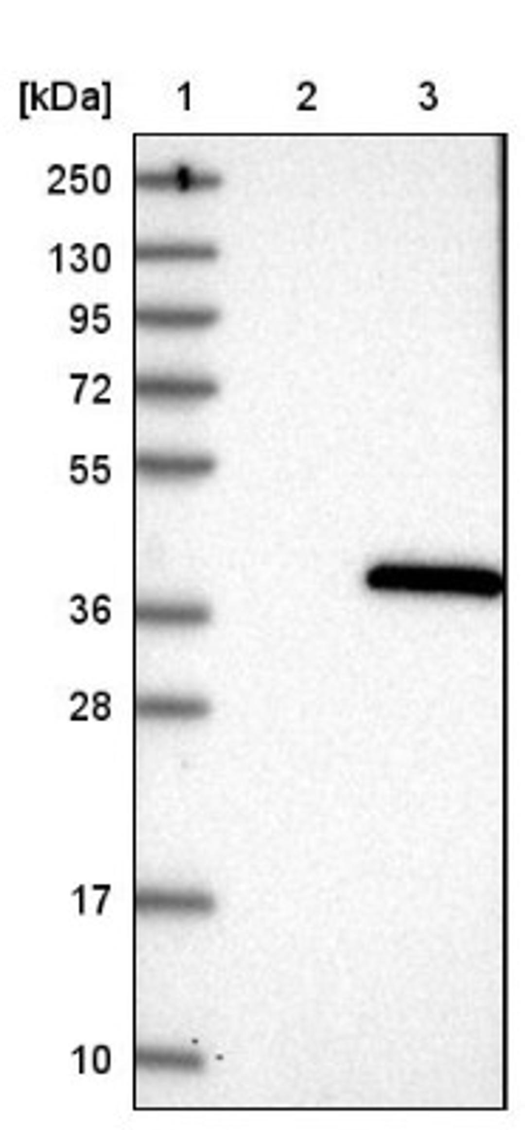 Western Blot: HAS3 Antibody [NBP1-86328] - Lane 1: Marker [kDa] 250, 130, 95, 72, 55, 36, 28, 17, 10<br/>Lane 2: Negative control (vector only transfected HEK293T lysate)<br/>Lane 3: Over-expression lysate (Co-expressed with a C-terminal myc-DDK tag (~3.1 kDa) in mammalian HEK293T cells, LY408564)