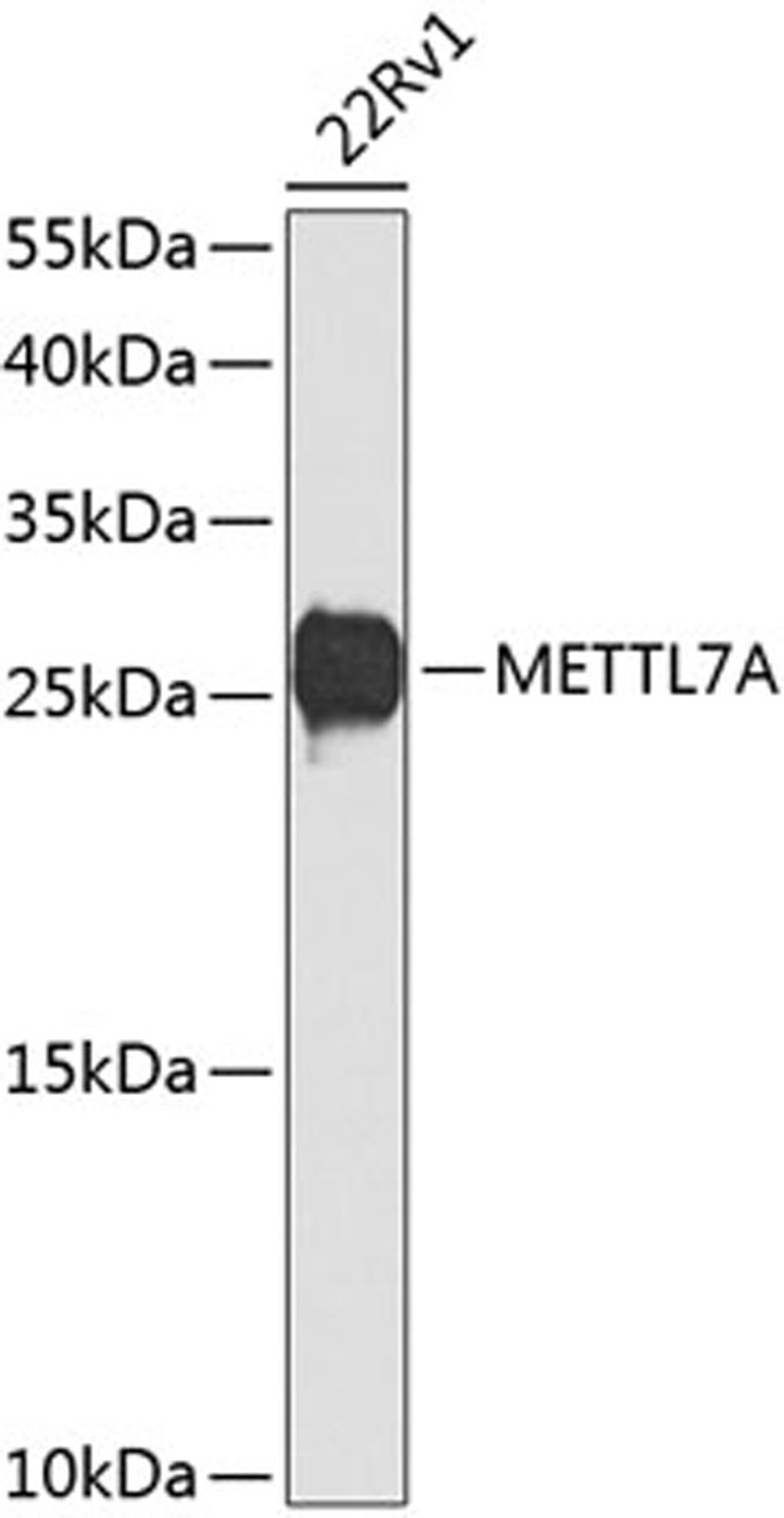 Western blot - METTL7A antibody (A8201)