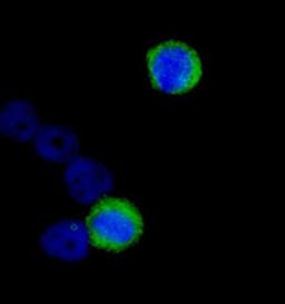 Detection of human CENP-F/Mitosin by immunocytochemistry.