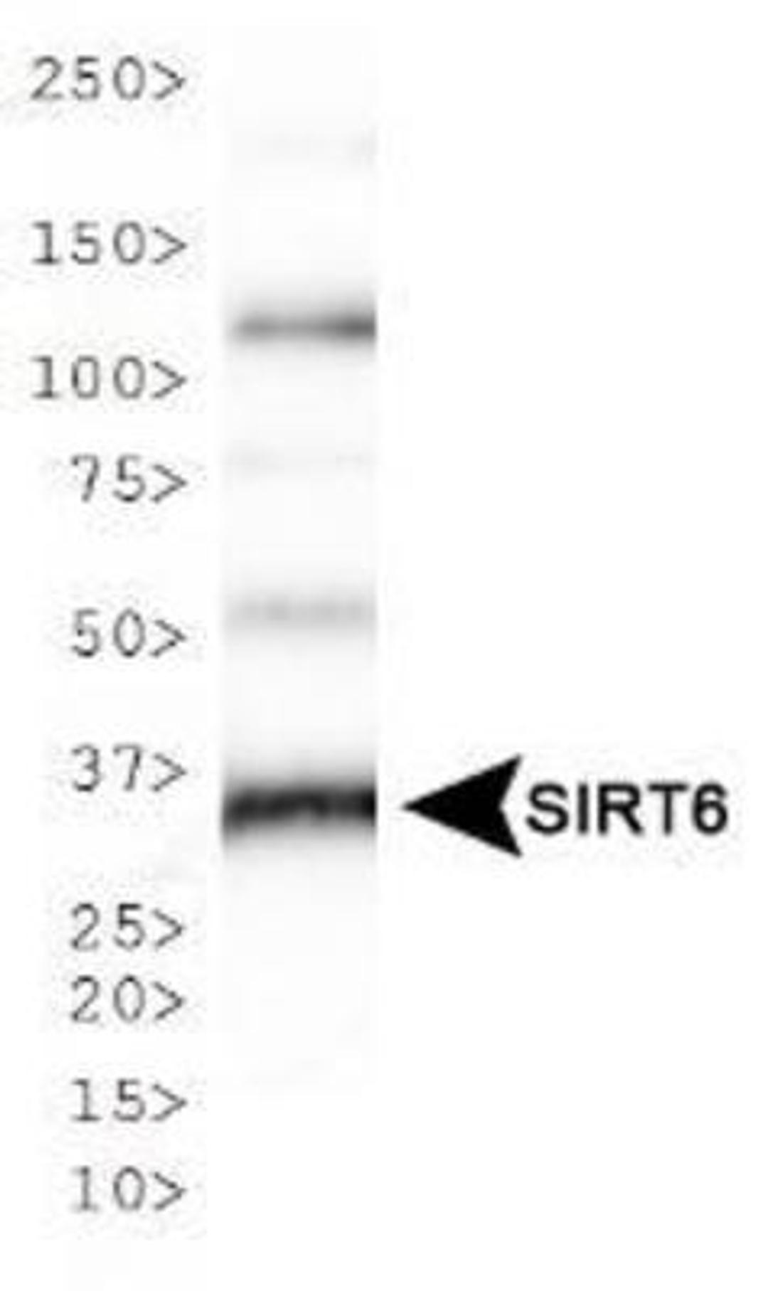 Western Blot: SIRT6 Antibody [NB100-2522] - WB analysis of SIRT6 in NIH/3T3 cell lysate.