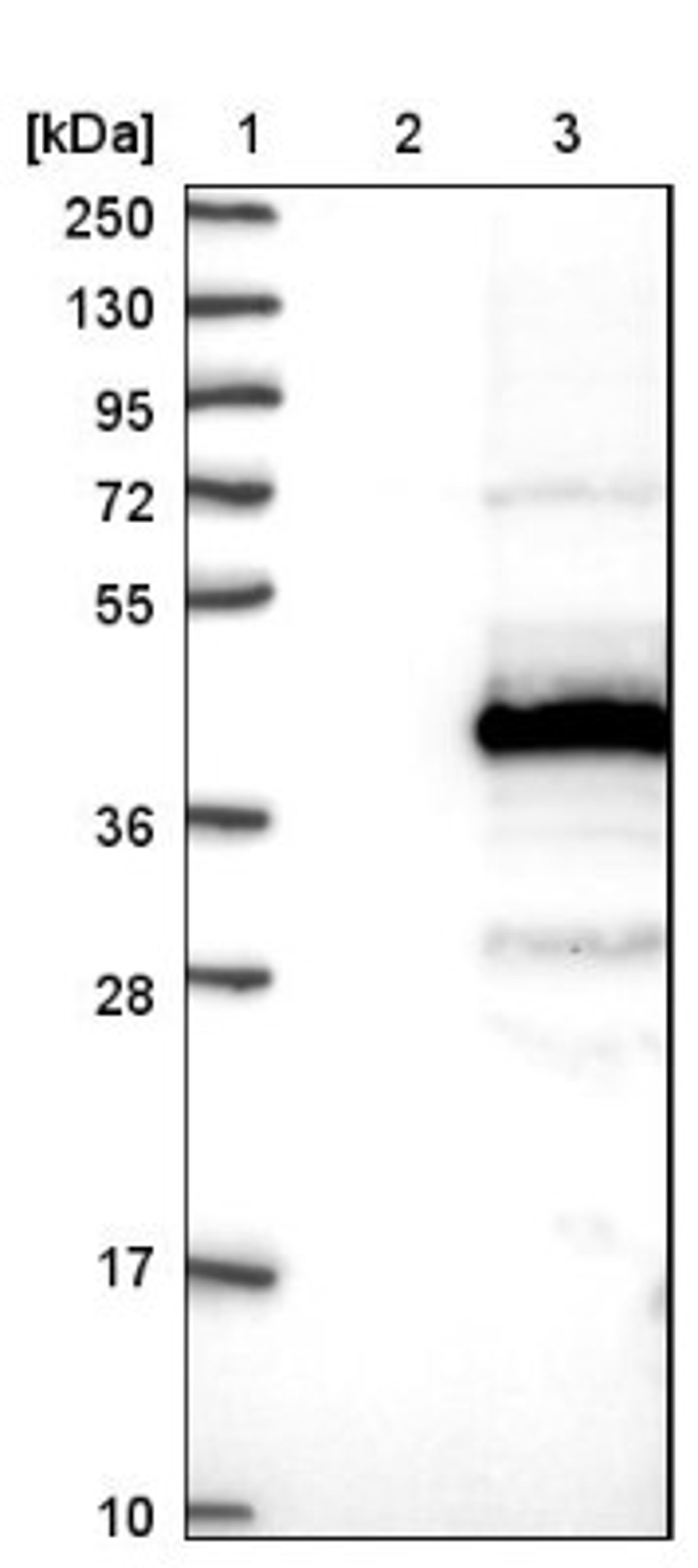 Western Blot: C11orf49 Antibody [NBP1-82128] - Lane 1: Marker [kDa] 250, 130, 95, 72, 55, 36, 28, 17, 10<br/>Lane 2: Negative control (vector only transfected HEK293T lysate)<br/>Lane 3: Over-expression lysate (Co-expressed with a C-terminal myc-DDK tag (~3.1 kDa) in mammalian HEK293T cells, LY411347)