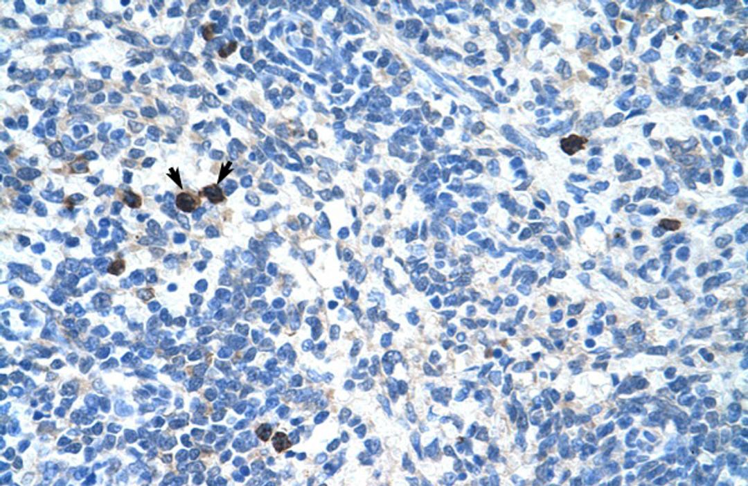 Antibody used in IHC on Human Spleen.