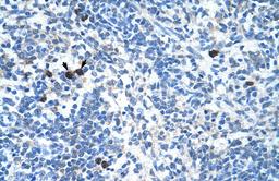 Antibody used in IHC on Human Spleen.