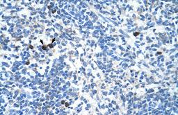 Antibody used in IHC on Human Spleen.