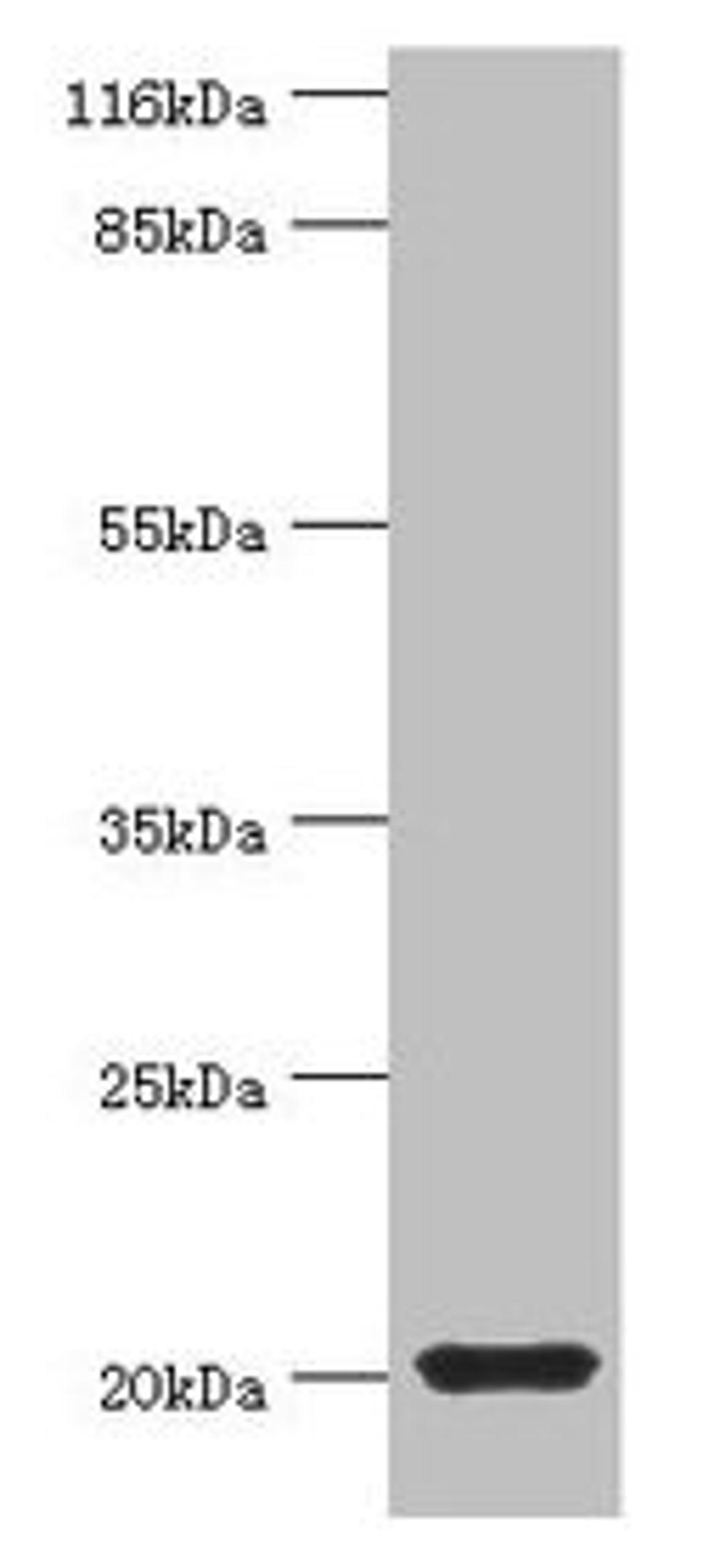 Western blot. All lanes: MYLPF antibody at 2µg/ml + Mouse skeletal muscle tissue. Secondary. Goat polyclonal to rabbit IgG at 1/10000 dilution. Predicted band size: 20 kDa. Observed band size: 20 kDa
