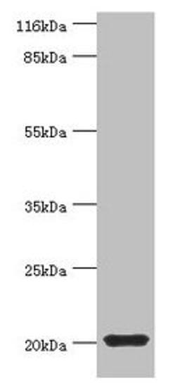 Western blot. All lanes: MYLPF antibody at 2µg/ml + Mouse skeletal muscle tissue. Secondary. Goat polyclonal to rabbit IgG at 1/10000 dilution. Predicted band size: 20 kDa. Observed band size: 20 kDa