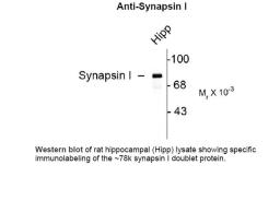 Western blot of rat hippocampal (Hipp) lysate showing specific
immunolabeling of the ~78k synapsin I doublet protein.