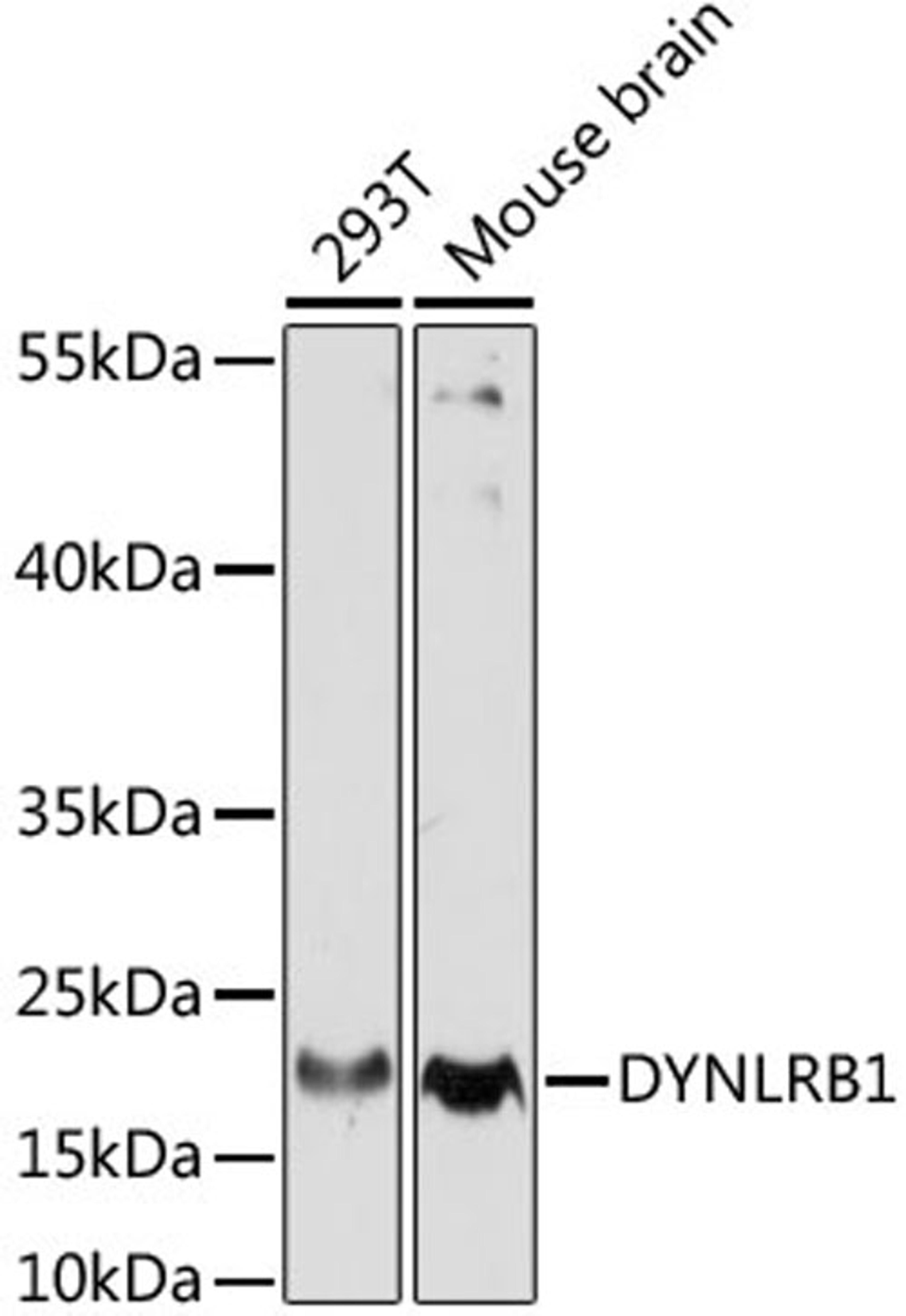 Western blot - DYNLRB1 antibody (A15197)