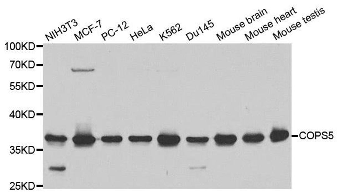 Western blot analysis of extracts of various cell lines using COPS5 antibody