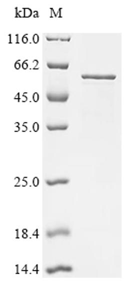 (Tris-Glycine gel) Discontinuous SDS-PAGE (reduced) with 5% enrichment gel and 15% separation gel.